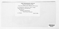 Marssonina thomasiana image